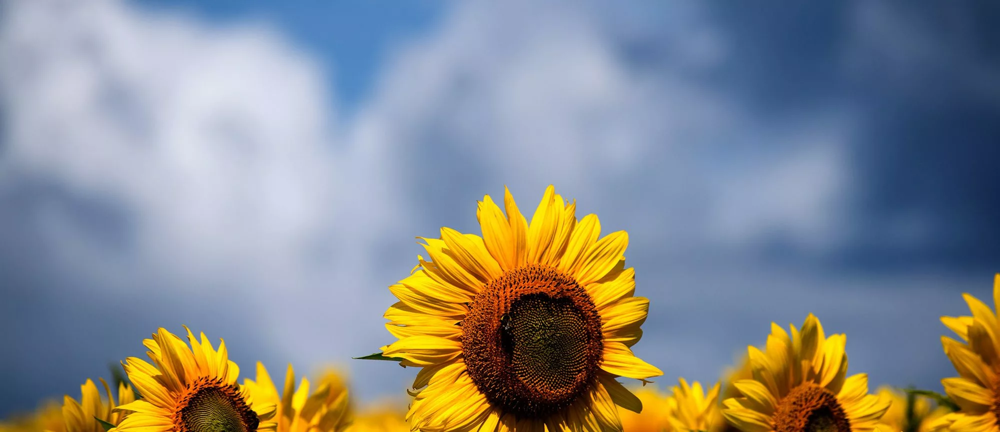 Sunflower Family Festival
